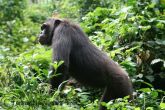 adult male chimp1 copyrighttengwood