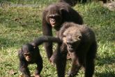 chimp group travels copyrighttengwood