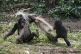 chimps playing1 copyrighttengwood