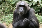 ellioti chimp africa sanctuary6 copyrighttengwood