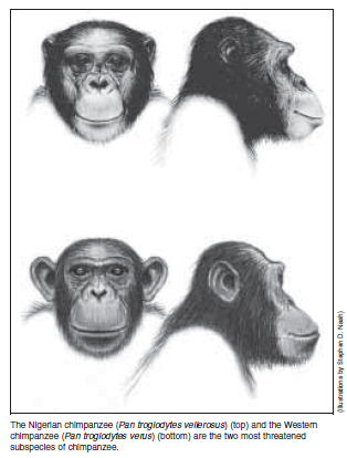 was-ist-der-nigeria-kamerun-schimpanse