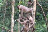 juveniles hang out together in group copyrighttengwood