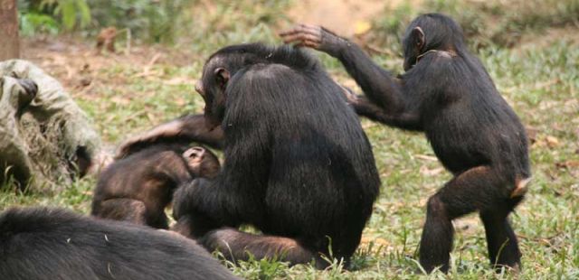 schimpansen-in-gefangenschaft