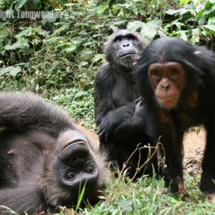 soziale-struktur-das-leben-eines-weiblichen-schimpansen 01