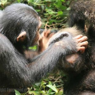 soziale-struktur-das-leben-eines-weiblichen-schimpansen 02