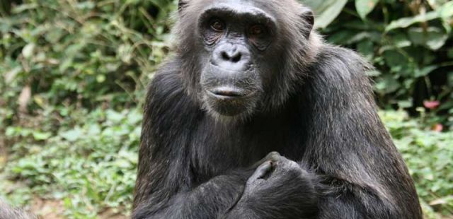 wer-ist-der-nigeria-kamerun-schimpanse 02